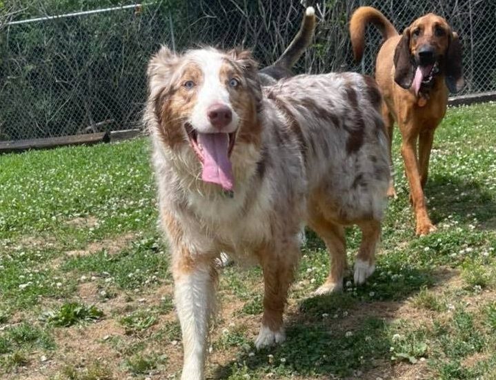 Happy Tails Boarding, Daycare & Grooming Cape Girardeau, MO