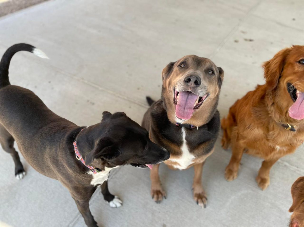 Contact Happy Tails Doggy Daycare