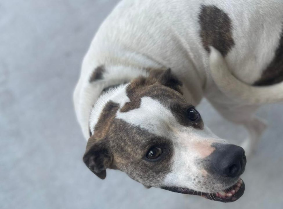 Happy Tails Boarding, Daycare & Grooming Cape Girardeau, MO