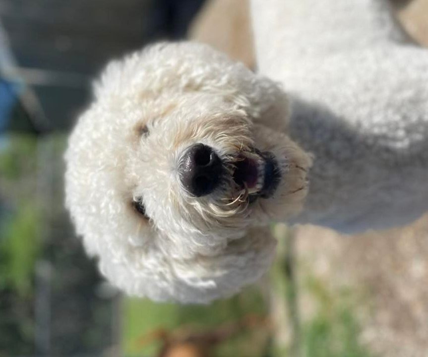 Pet Grooming We'll help your pet look their best!